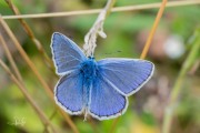 Icarusblauwtje / Common Blue (Polyommatus icarus)