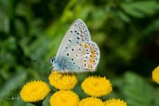 Icarusblauwtje / Common Blue (Polyommatus icarus)