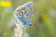 Icarusblauwtje / Common Blue (Polyommatus icarus)