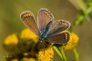 Icarusblauwtje, vrouwtje / Common Blue, female (Polyommatus icarus)