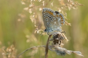 Icarusblauwtje / Common Blue (Polyommatus icarus)