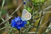 Icarusblauwtje / Common Blue (Polyommatus icarus)
