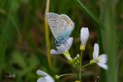 Icarusblauwtje / Common Blue (Polyommatus icarus)