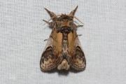 Kameeltje / Pebble Prominent (Notodonta ziczac)