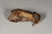 Kameeltje / Pebble Prominent (Notodonta ziczac)