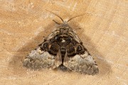 Kameeltje / Pebble Prominent (Notodonta ziczac)