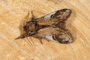 Kameeltje / Pebble Prominent (Notodonta ziczac)