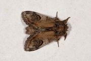 Kameeltje / Pebble Prominent (Notodonta ziczac)