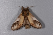 Kameeltje / Pebble Prominent (Notodonta ziczac)