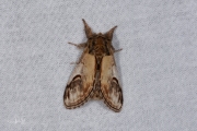 Kameeltje / Pebble Prominent (Notodonta ziczac)