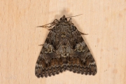 Karmozijnrood weeskind / Dark Crimson Underwing (Catocala sponsa)