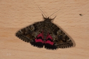 Karmozijnrood weeskind / Dark Crimson Underwing (Catocala sponsa)