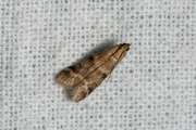 Katjeslichtmot (Vitula biviella), micro