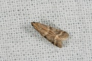 Katjeslichtmot (Vitula biviella), micro