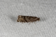 Kegelbladroller /  Spruce Seed Moth (Cydia strobilella), micro