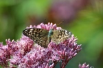 Keizersmantel / Silver-washed Fritillary (Argynnis paphia f. valesina)