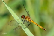 Kempense heidelibel / Marshland Darter (Sympetrum depressiusculum)