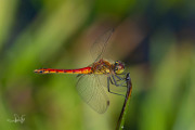 Kempense heidelibel / Marshland Darter (Sympetrum depressiusculum)