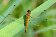 Kempense heidelibel / Marshland Darter (Sympetrum depressiusculum)