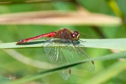 Kempense heidelibel / Marshland Darter (Sympetrum depressiusculum)