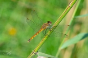 Kempense heidelibel / Marshland Darter (Sympetrum depressiusculum)