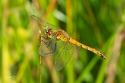 Kempense heidelibel / Marshland Darter (Sympetrum depressiusculum)