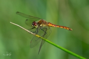 Kempense heidelibel / Marshland Darter (Sympetrum depressiusculum)