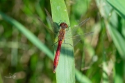 Kempense heidelibel / Marshland Darter (Sympetrum depressiusculum)