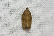 Kersenbladroller / Barred Fruit-tree Tortrix (Pandemis cerasana), micro