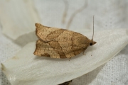 Kersenbladroller / Barred Fruit-tree Tortrix (Pandemis cerasana), micro