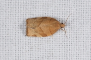 Kersenbladroller / Barred Fruit-tree Tortrix (Pandemis cerasana), micro