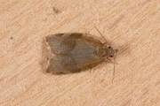 Kersenbladroller / Barred Fruit-tree Tortrix (Pandemis cerasana), micro