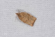 Kersenbladroller / Barred Fruit-tree Tortrix (Pandemis cerasana), micro