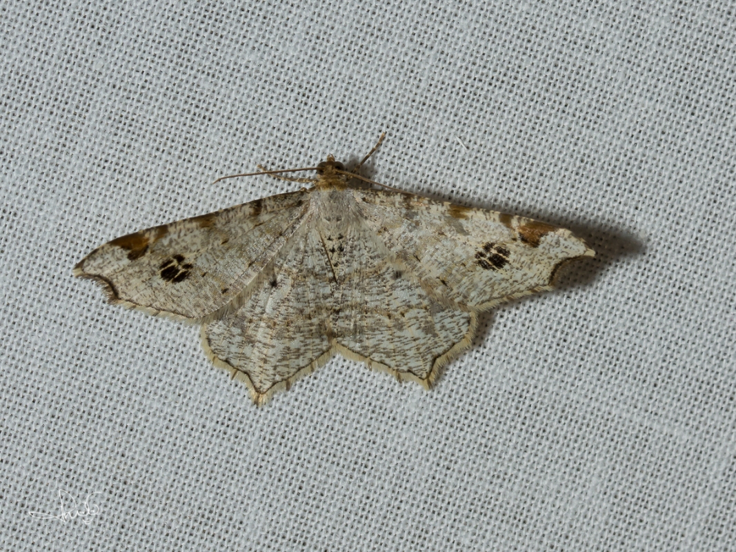 Klaverblaadje / Peacock Moth (Macaria notata)