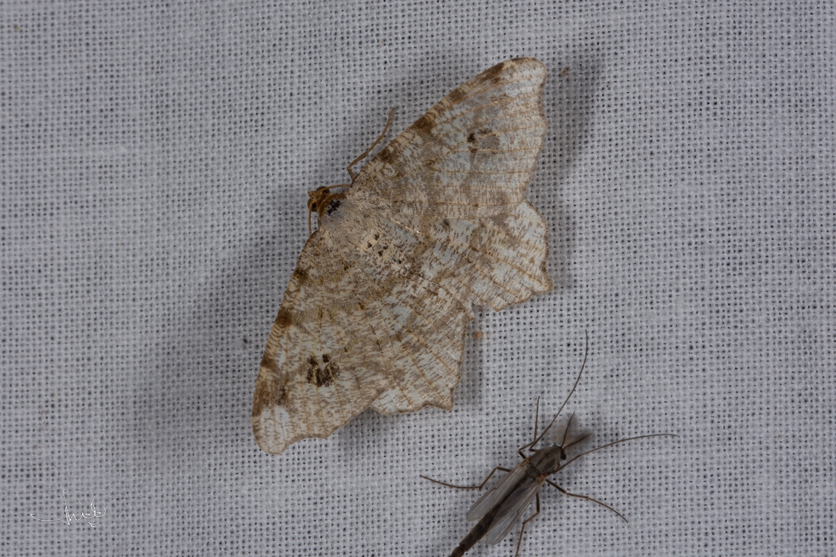 Klaverblaadje / Peacock Moth (Macaria notata)