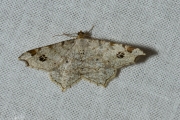 Klaverblaadje / Peacock Moth (Macaria notata)