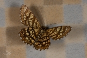 Klaverspanner / Latticed Heath (Chiasmia clathrata)