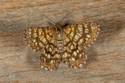 Klaverspanner / Latticed Heath (Chiasmia clathrata)