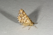 Klaverspanner / Latticed Heath (Chiasmia clathrata)