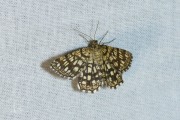 Klaverspanner / Latticed Heath (Chiasmia clathrata)