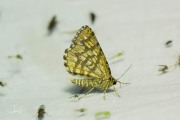 Klaverspanner / Latticed Heath (Chiasmia clathrata)