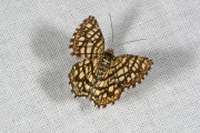 Klaverspanner / Latticed Heath (Chiasmia clathrata)