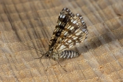 Klaverspanner / Latticed Heath (Chiasmia clathrata)