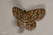 Klaverspanner / Latticed Heath (Chiasmia clathrata)