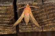 Klein avondrood / Small Elephant Hawk-moth (Deilephila porcellus)
