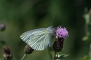 Klein geaderd witje / Green-veined White (Pieris napi)