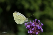 Klein geaderd witje / Green-veined White (Pieris napi)