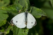 Klein geaderd witje / Green-veined White (Pieris napi)