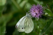 Klein geaderd witje / Green-veined White (Pieris napi)