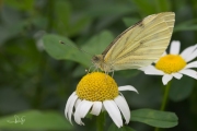 Klein geaderd witje / Green-veined White (Pieris napi)